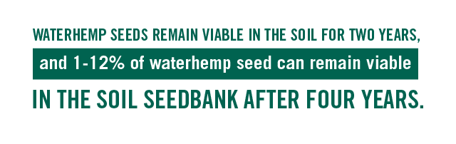 waterhemp fact