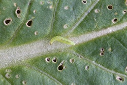 Diamondback moth