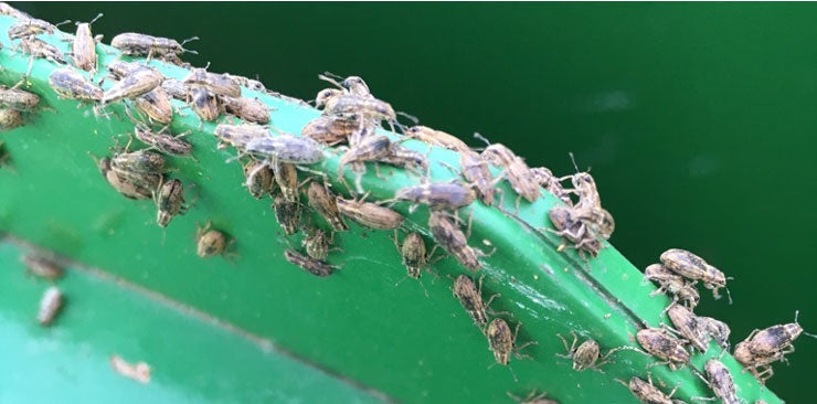 Pea leaf weevils on leaf