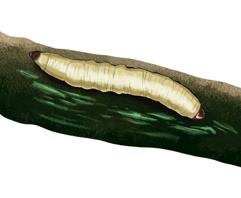 Corn rootworm worm