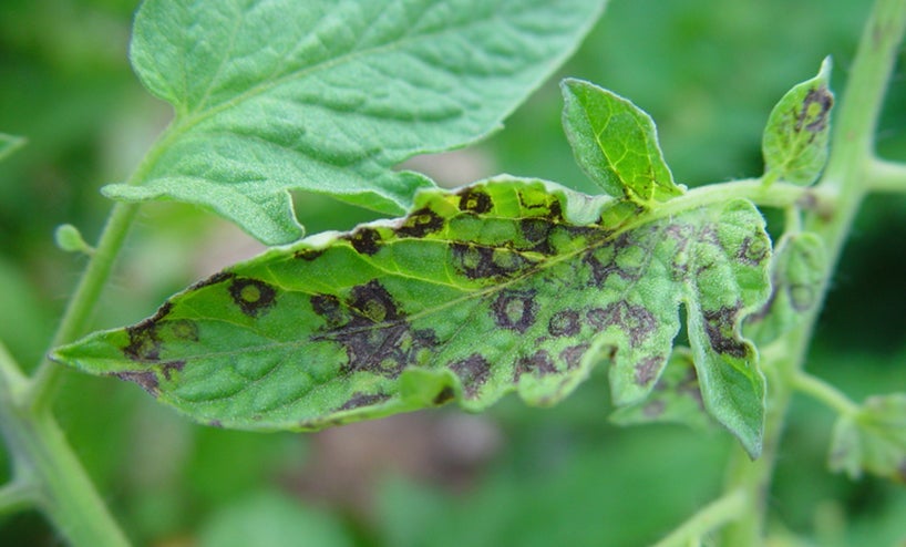 tomato spotted wilt virus