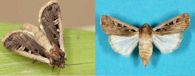 Emerging Pest Update: Western Bean Cutworm | FMC Ag US