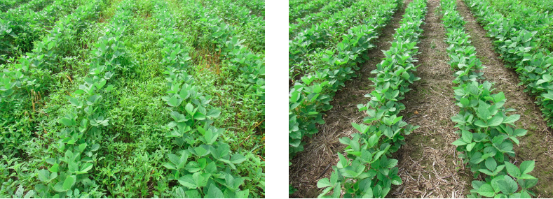 Authority Edge Herbicide Comparison