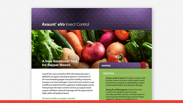 Avaunt eVo Insect Control Pepper Weevils Fact Sheet