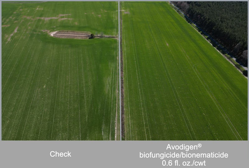 Comparison image between check and Avodigen® biofungicide/bionematicide 0.6 fl. oz./cwt