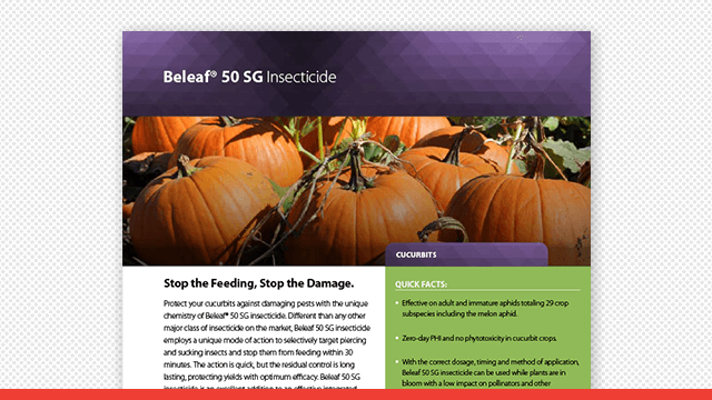 Beleaf 50SG Insecticide Cucurbits Fact Sheet