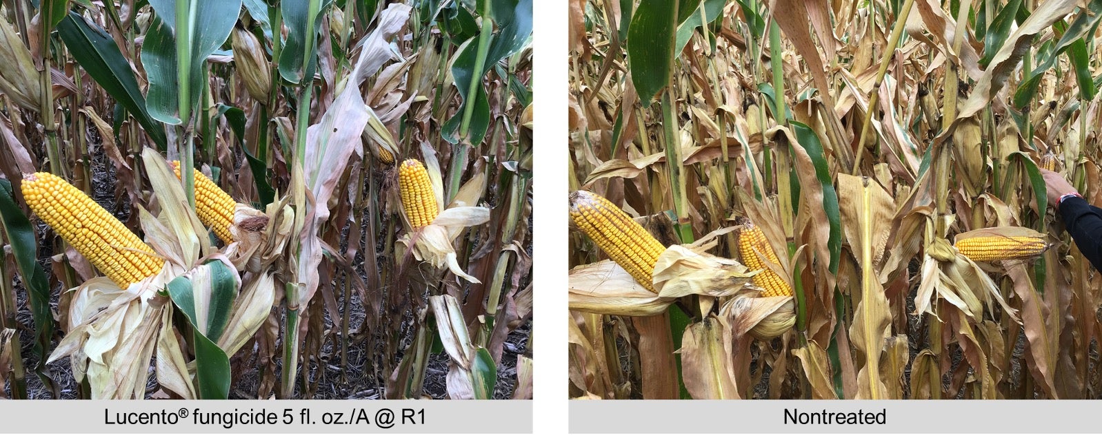 Lucento fungicide field trial results