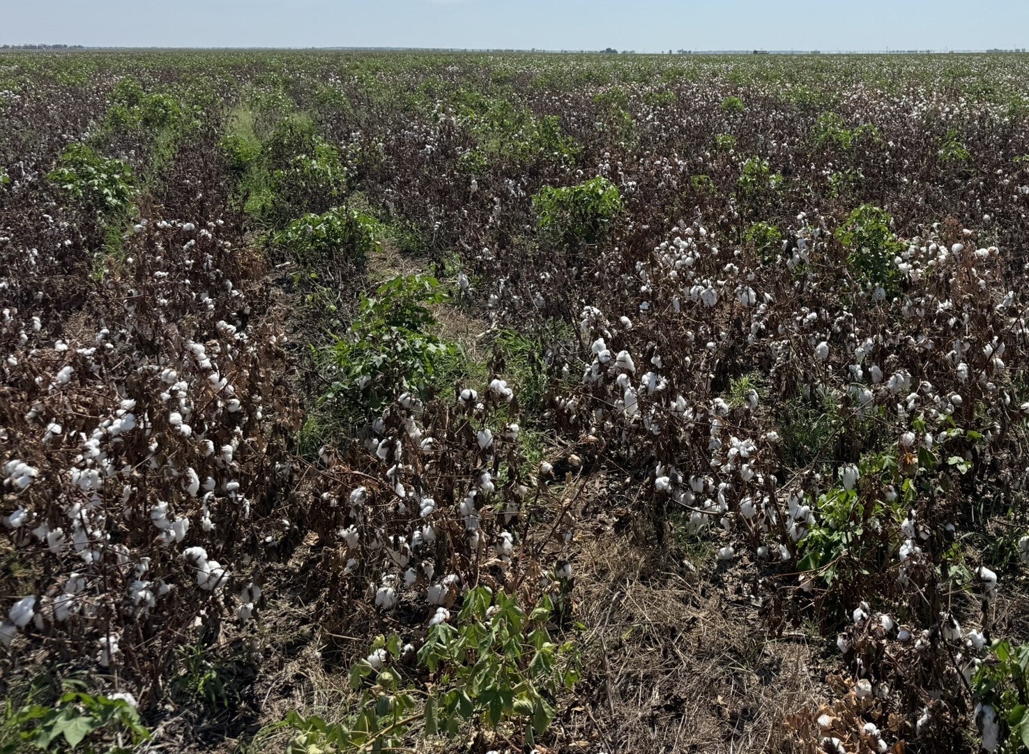 Wilting and plant death caused by the cotton root rot fungus
