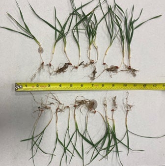 Albert, KS. Tall Crop, Inc. Planted Sept. 29; Photos taken Oct. 31
