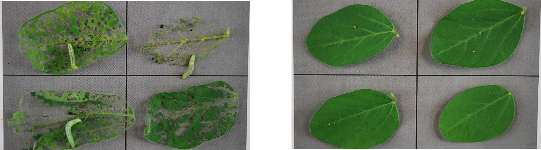 Elevest Insect Control treated soybean leaves vs untreated soybean leaves