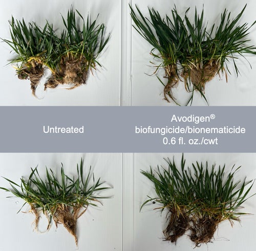 Showing green-up observations between untreated and Avodigen® biofungicide/bionematicide 0.6 fl. oz./cwt