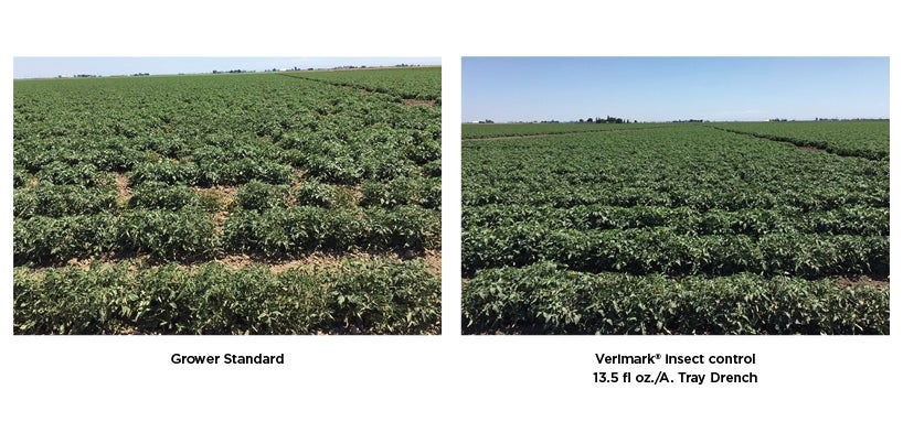 tomato spotted wilt virus