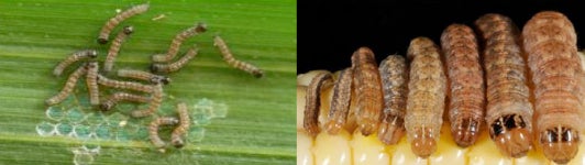 Western Bean Cutworm Larvae