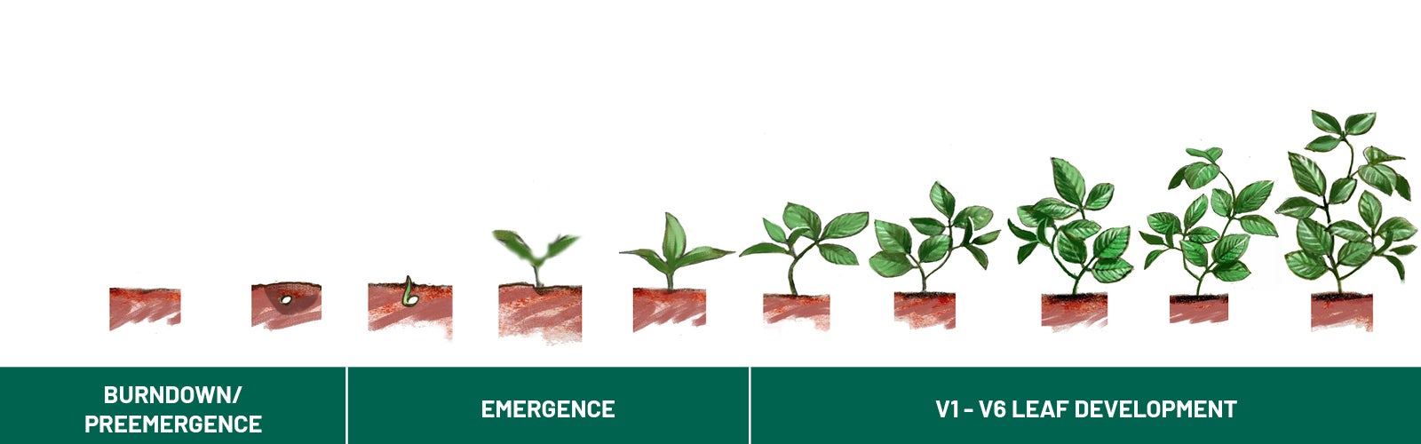 Soybean phenology