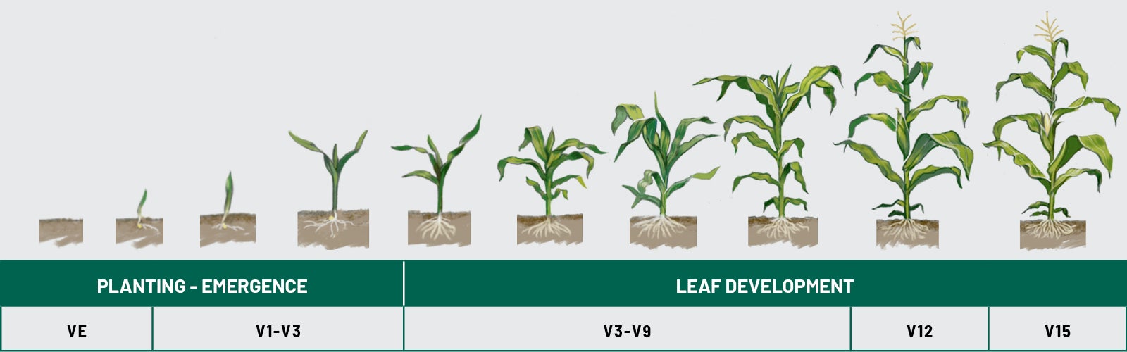 corn phenology