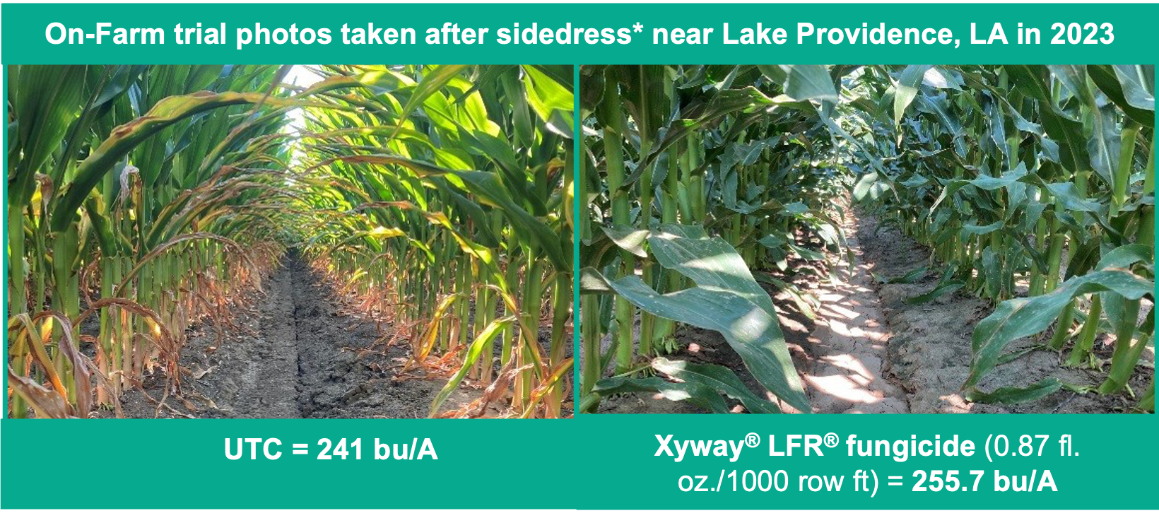 On-farm trial photos from 2023 sidedress application