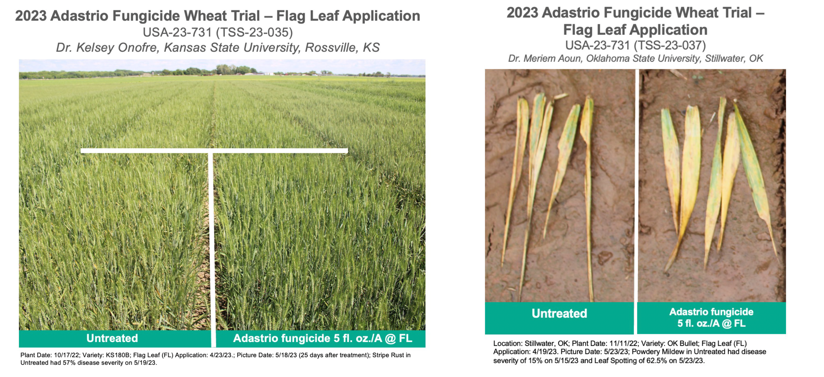 Adastrio™ fungicide wheat trial - flag leaf application