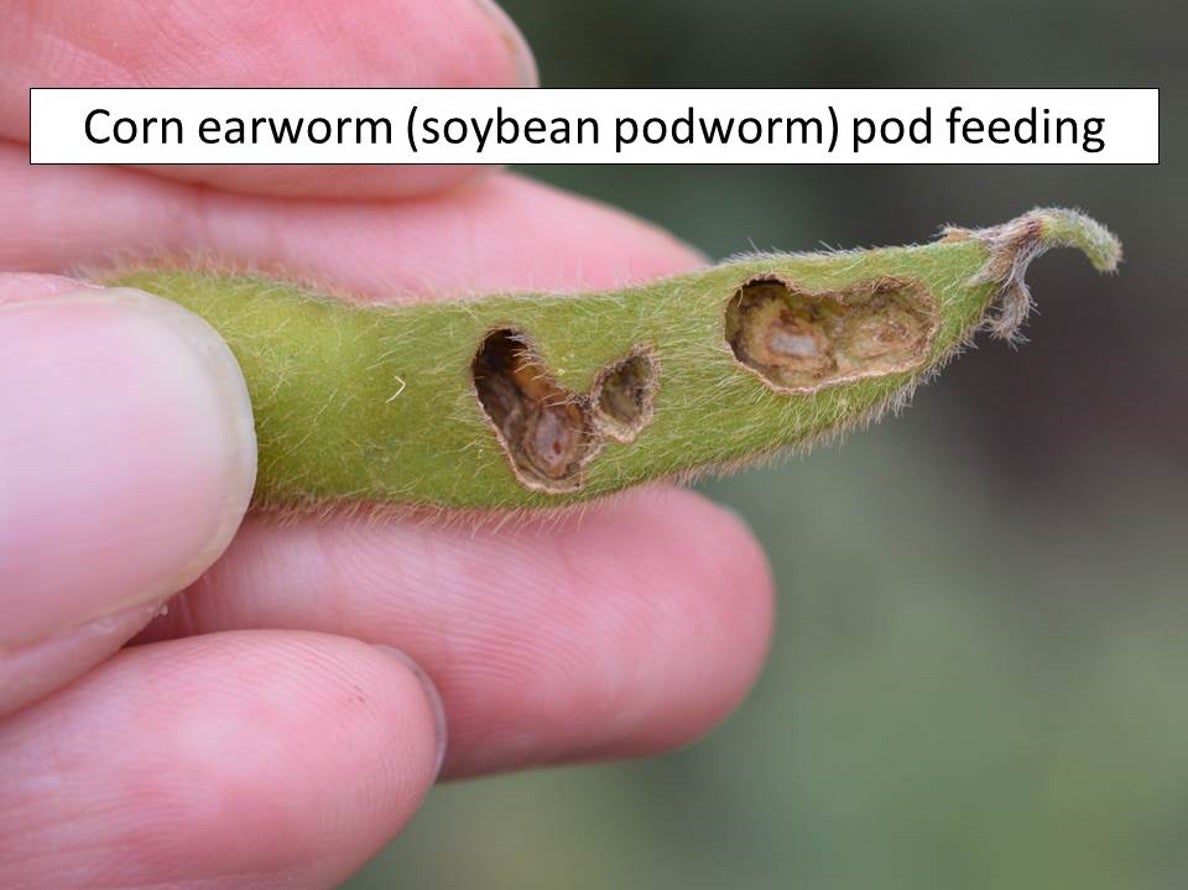 Soybean podworm feeding