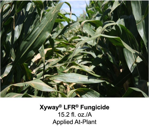 XYWAY® LFR® FUNGICIDE 15.2 FL. OZ./A ​​​​​​​AT-PLANT