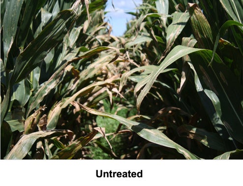 Untreated