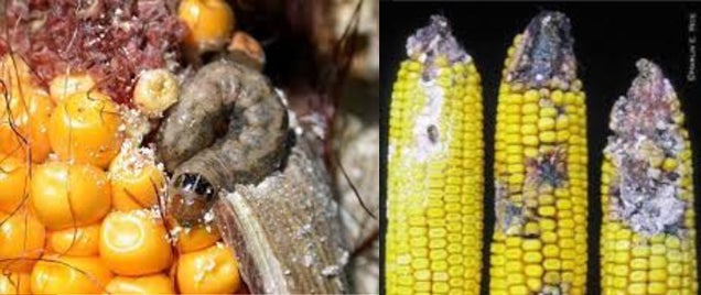 Western Bean Cutworm Damage