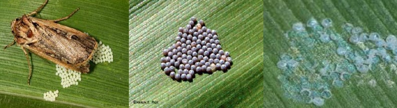 Western Bean Cutworm Eggs