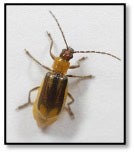 western corn rootworm