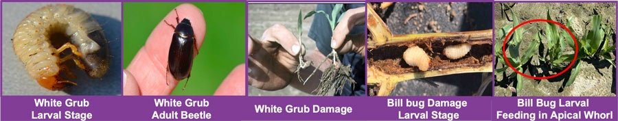 White grub and bill bug