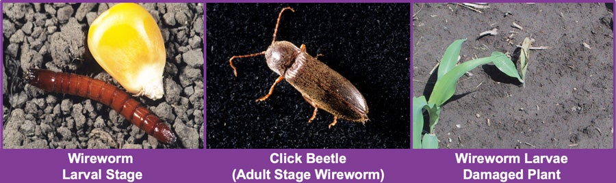 Wireworm larval stage and click beetle (adult stage wireworm)