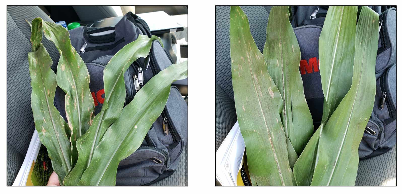 LEFT IMAGE: BELOW EAR LEAF ​​​​​​​RIGHT IMAGE: EAR LEAF LEFT TWO LEAVES, BOTH IMAGES: UNTREATED CHECK RIGHT TWO LEAVES, BOTH IMAGES: XYWAY® 3D FUNGICIDE