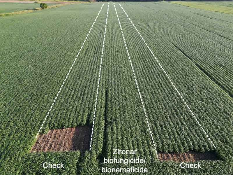 Soybean field aerial view