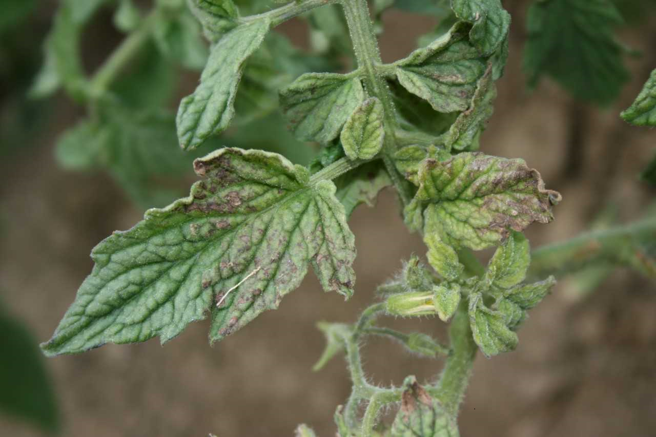 tomato spotted wilt virus