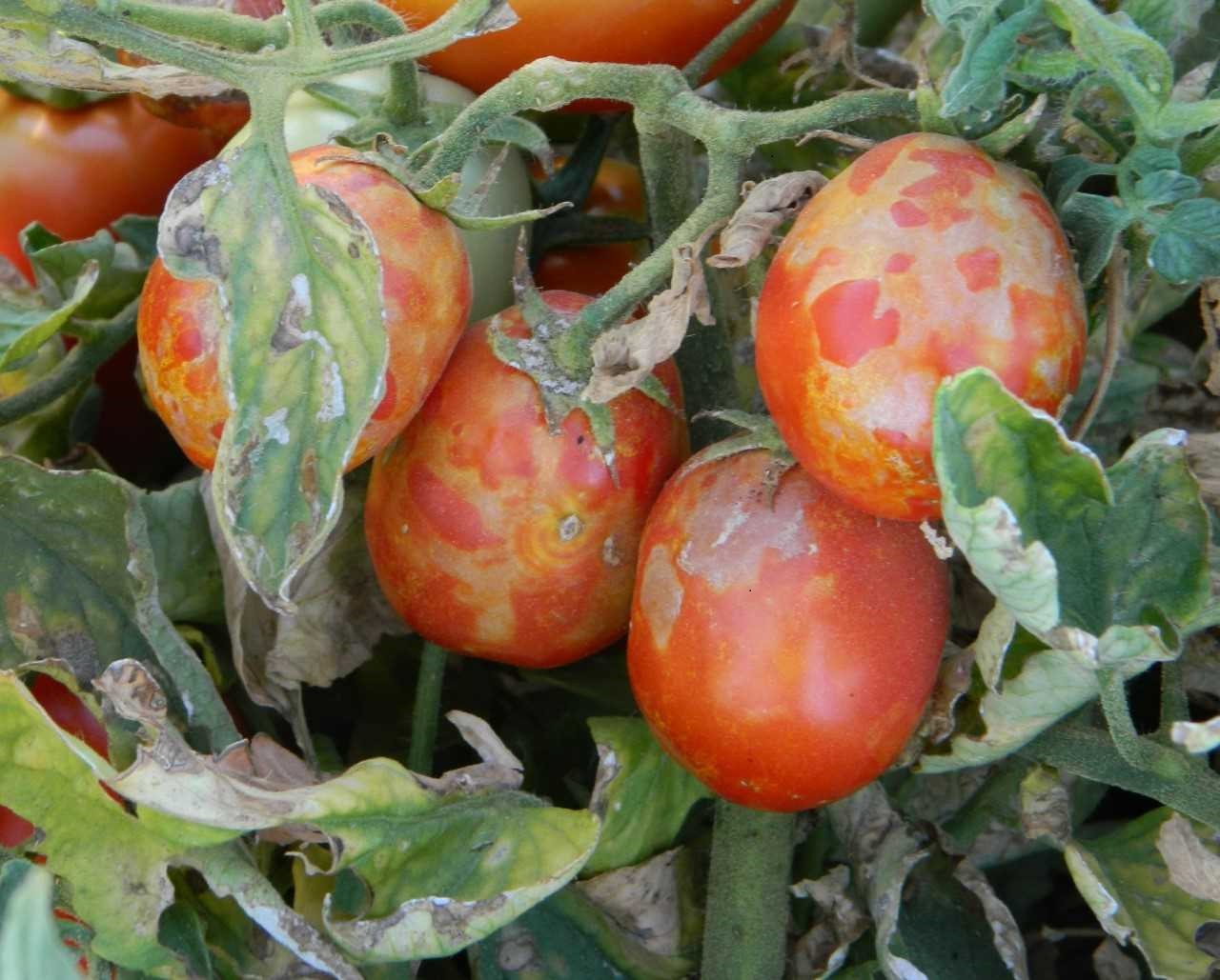 tomato spotted wilt virus