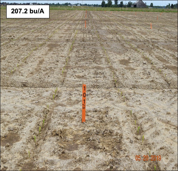 207.2 bu/A