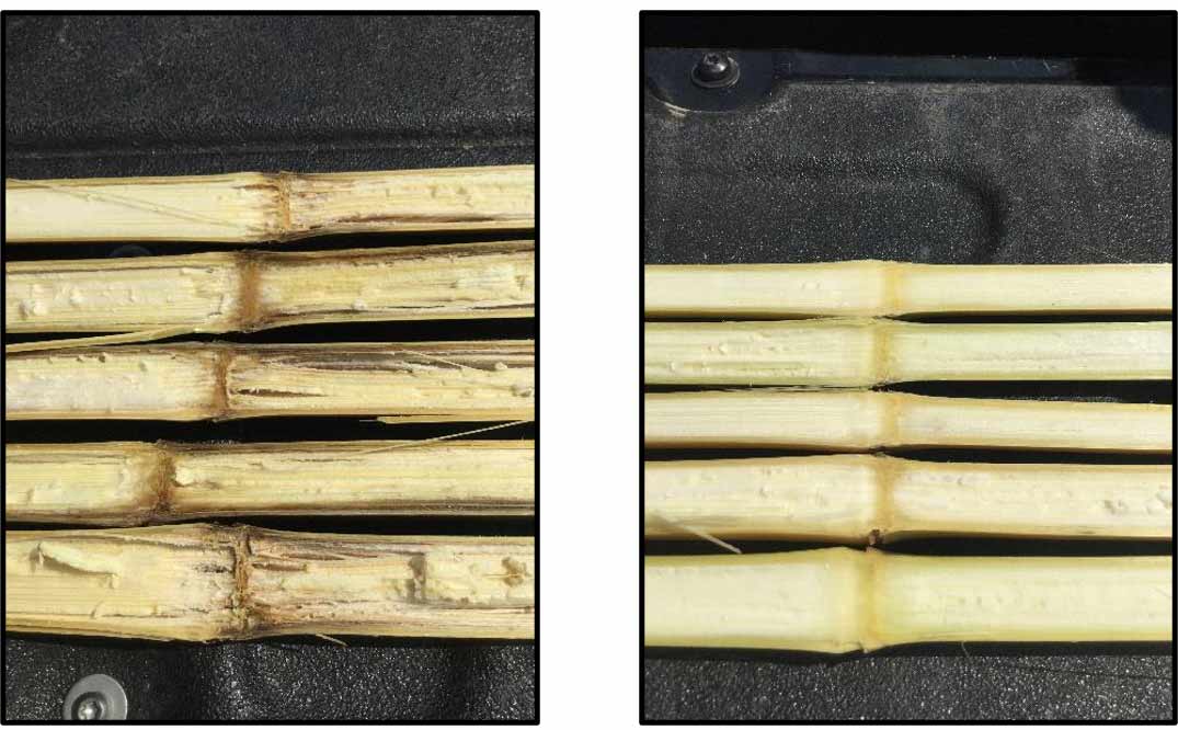 Xyway 3D Trial Stalk Integrity Side by Side