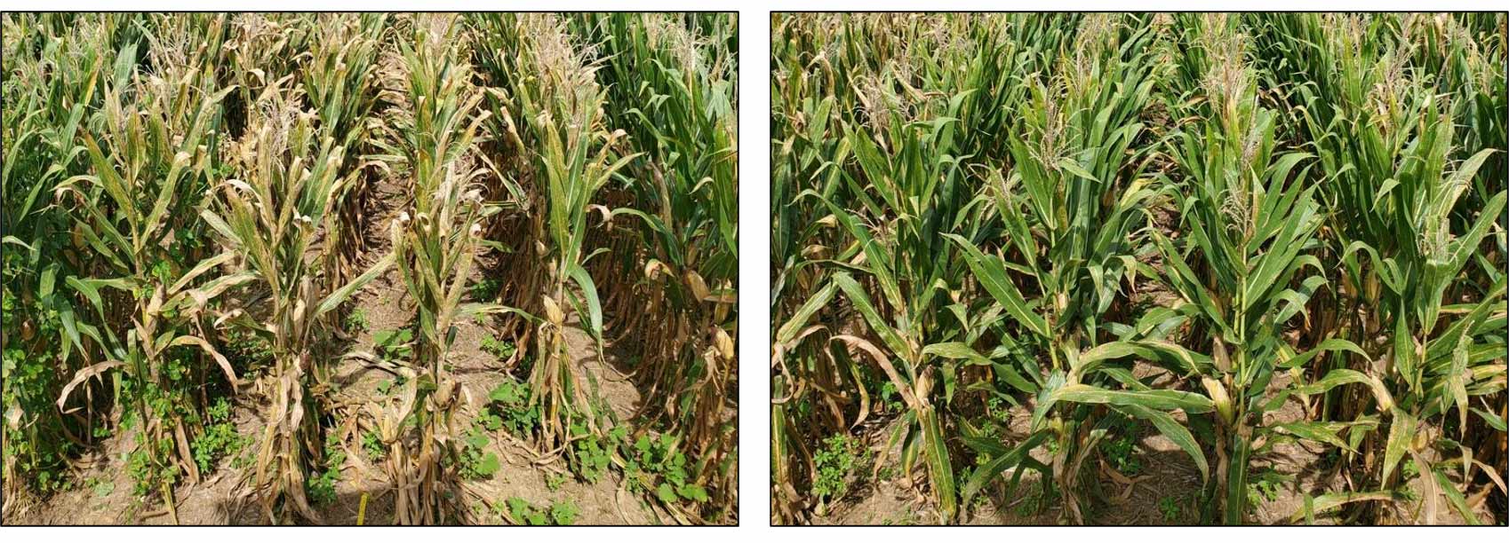 Left Image: Untreated Check; Right Image: Xyway® 3D Fungicide - 11.8 fl.oz./A