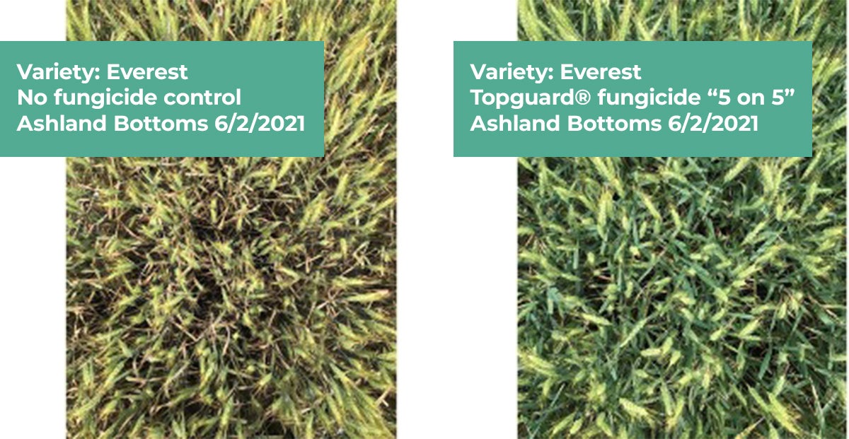 Variety: Everest - Left image no fungicide control, Ahsland Bottoms 6/2/2021 - Right side image Topguard® fungicide "5 on 5" Ashland Bottoms 6/2/2021