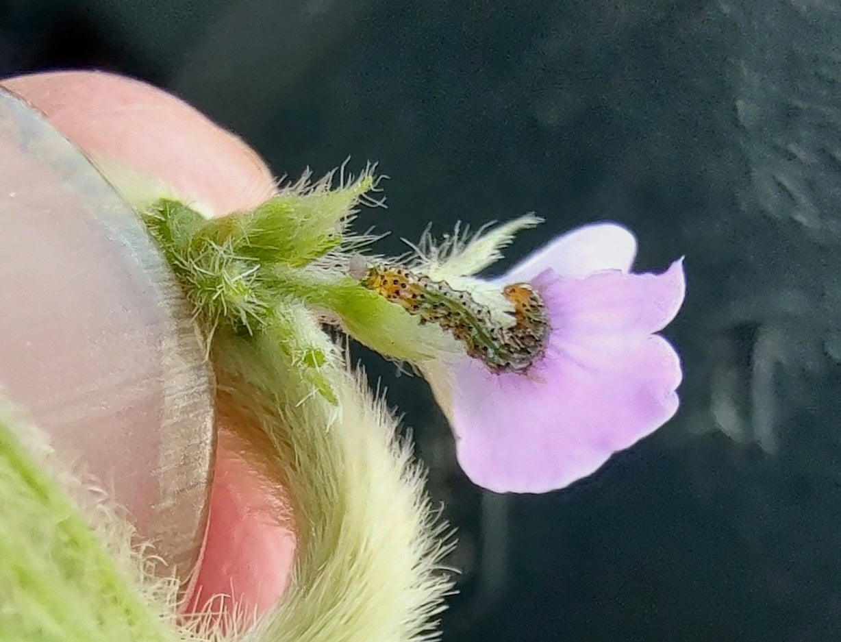 Pest on flowering plant