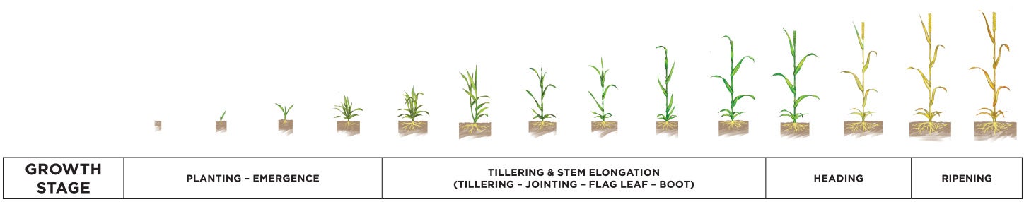 Phenology graph depicting wheat growth stages: Planting / Emergence, Tillering and Stem elongation, Heading, and Ripening.