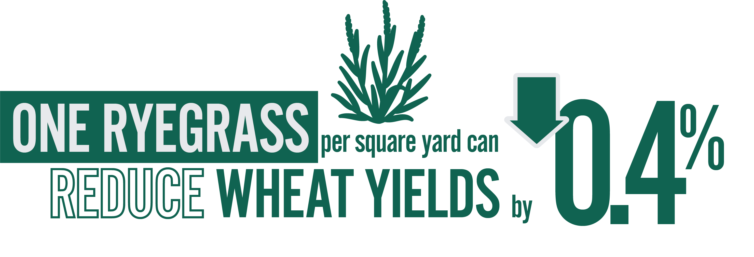One ryegrass per square yard can reduce wheat yields by 0.4%