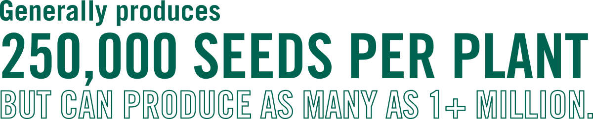 Generally produces 250,000 seeds per plant but can produce as many as 1+ million.
