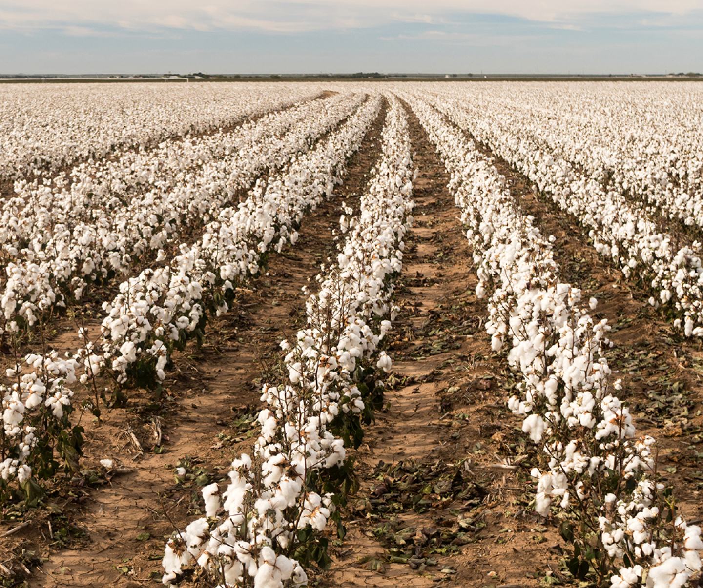 Cotton field