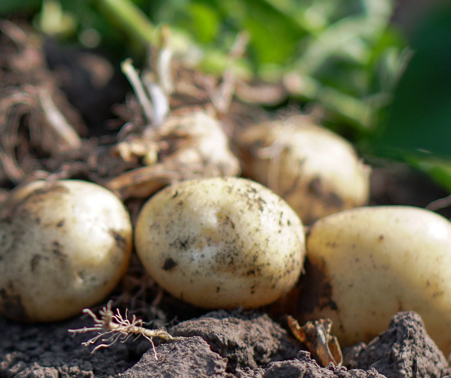 Close up of potatoes in field