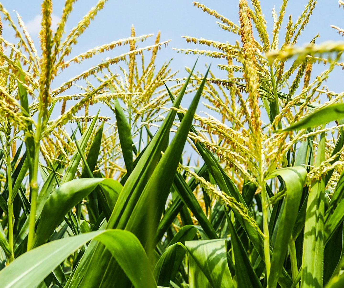 Close up of corn crop