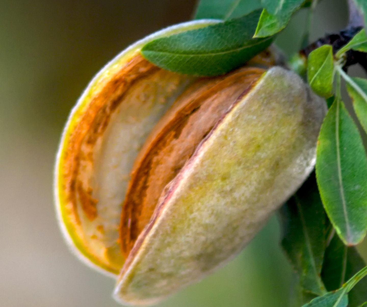 Close up of almond crop