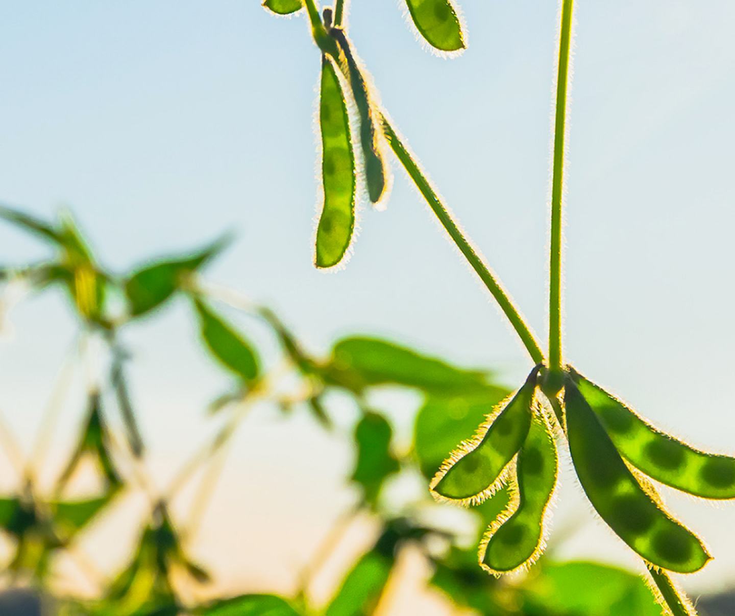 Close up of soybean crop