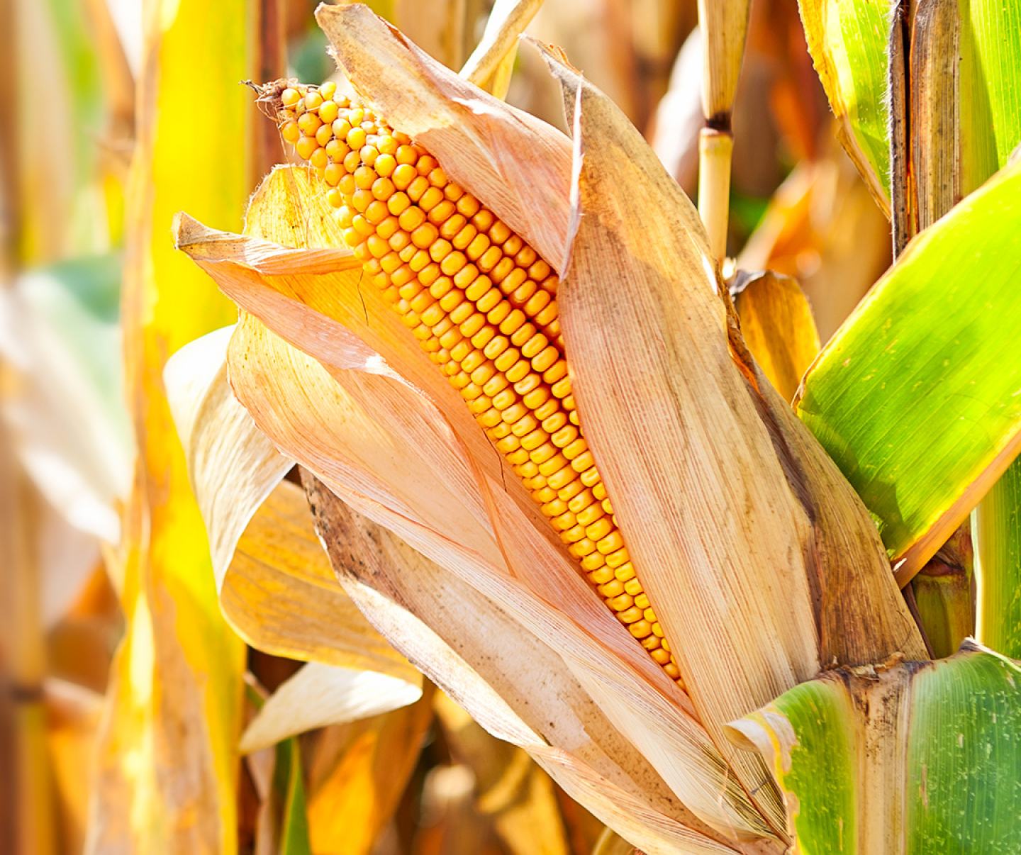 Close up of corn in field