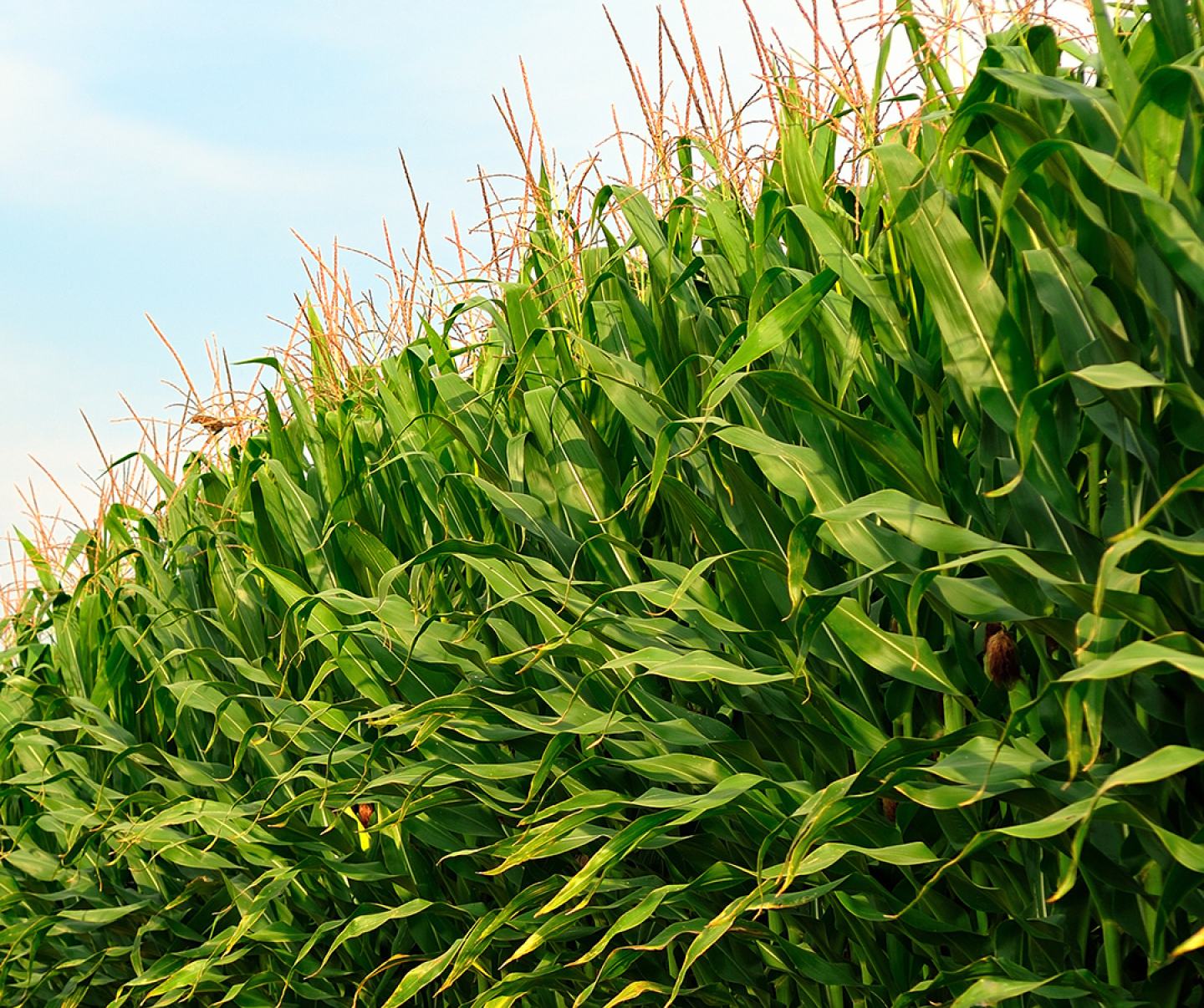 Mature cornfield