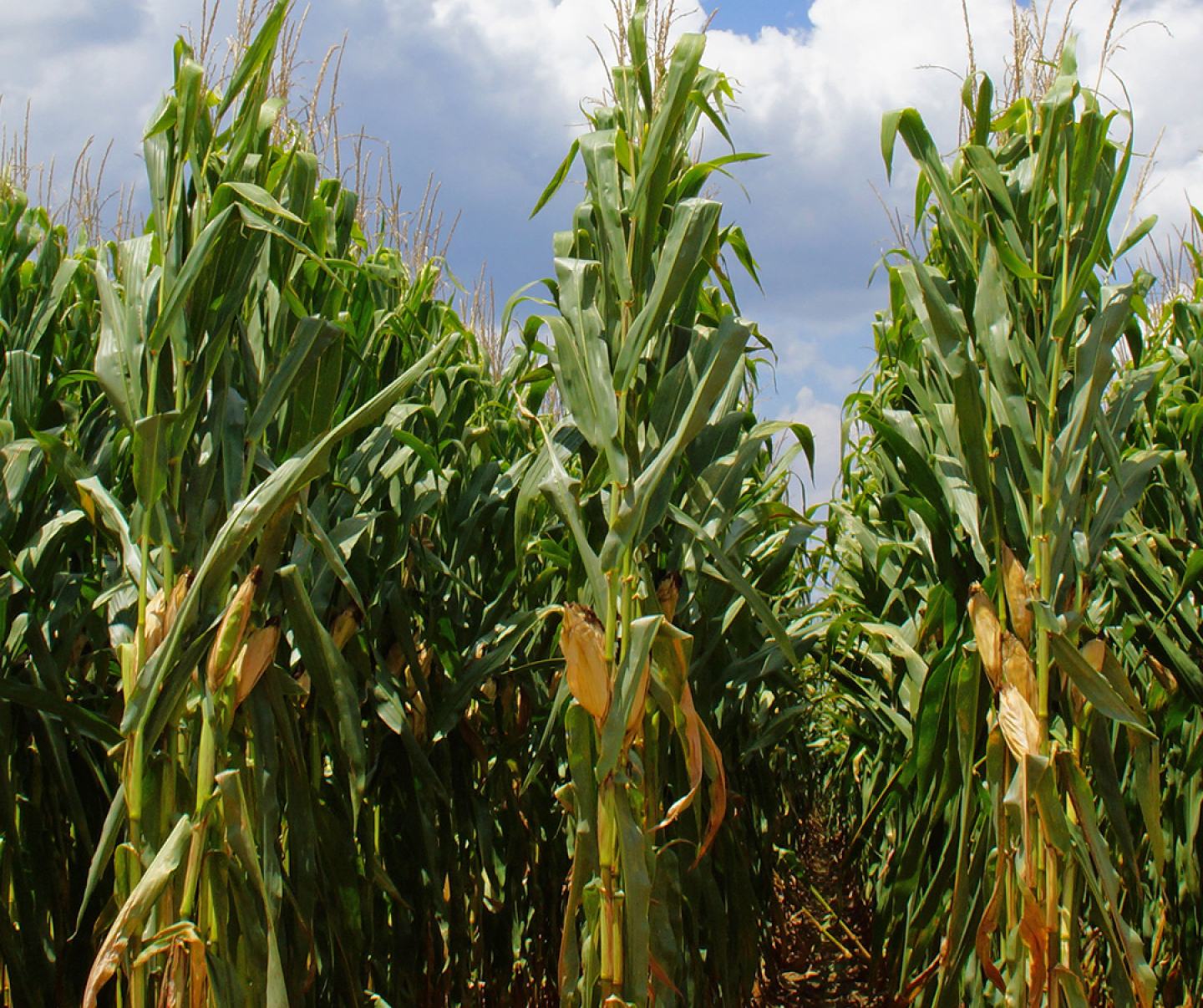 Rows of corn crop