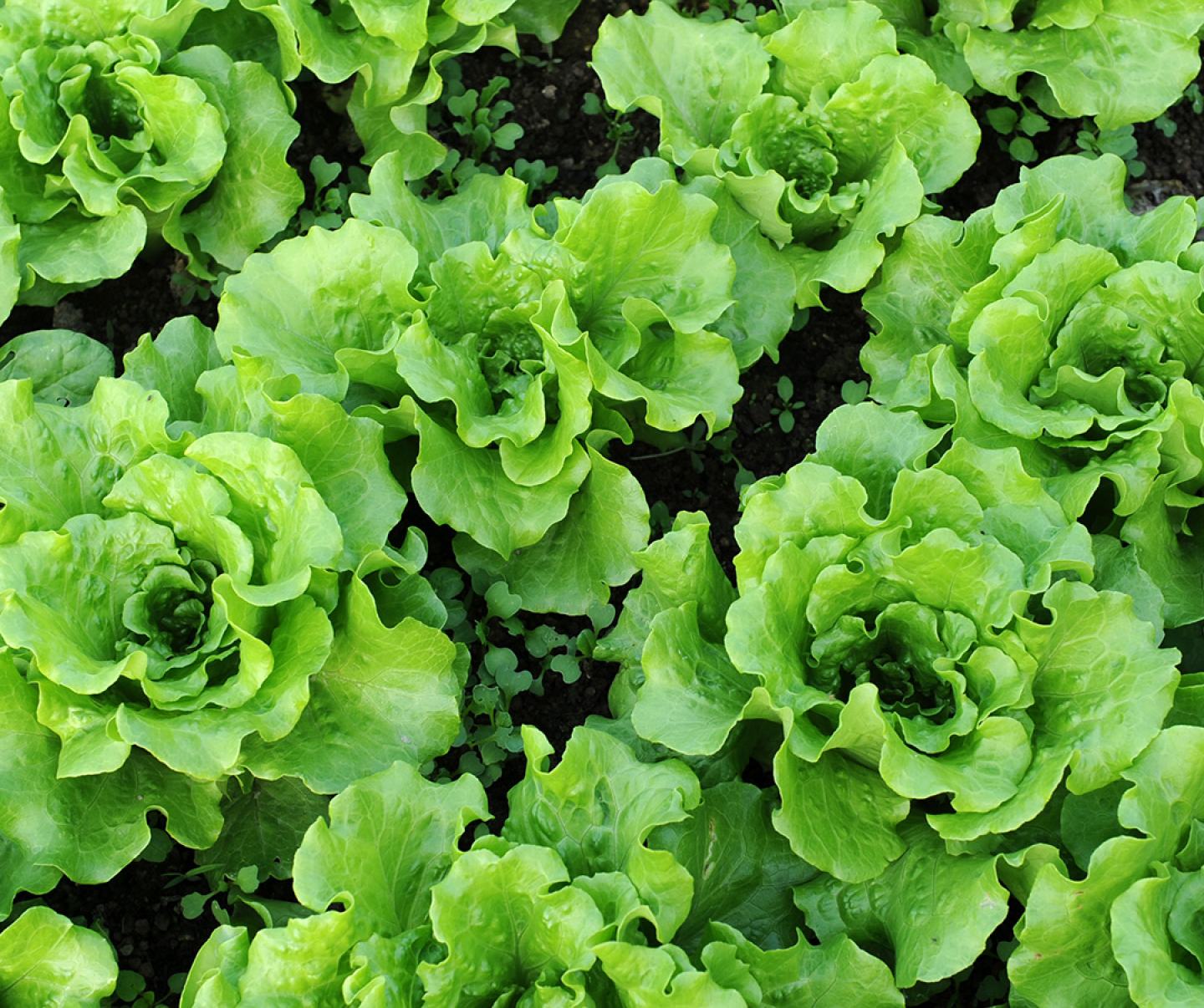 Close up of leafy lettuce